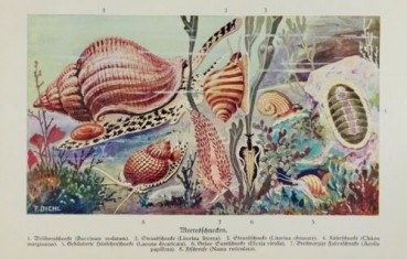 1926 - Meeresschnecken: Wellhornschnecke, Strandschnecke, Käferschnecke, Gebänderte Häubchenschnecke, Grüne Samtschnecke, Breitwarzige Fadenschnecke, Fischreuse - alter Druck